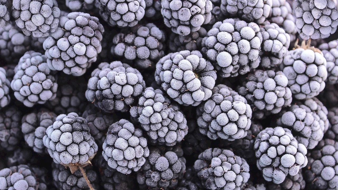 Blackberry (conventional - organic)